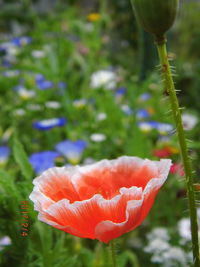 Close-up of poppy blooming outdoors