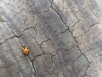High angle view of bug on cracked field