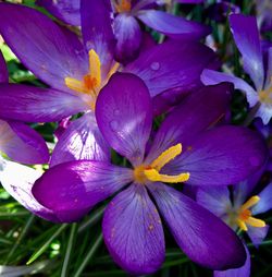Close-up of purple flowers