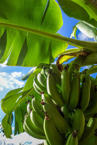 Low angle view of banana leaves on plant