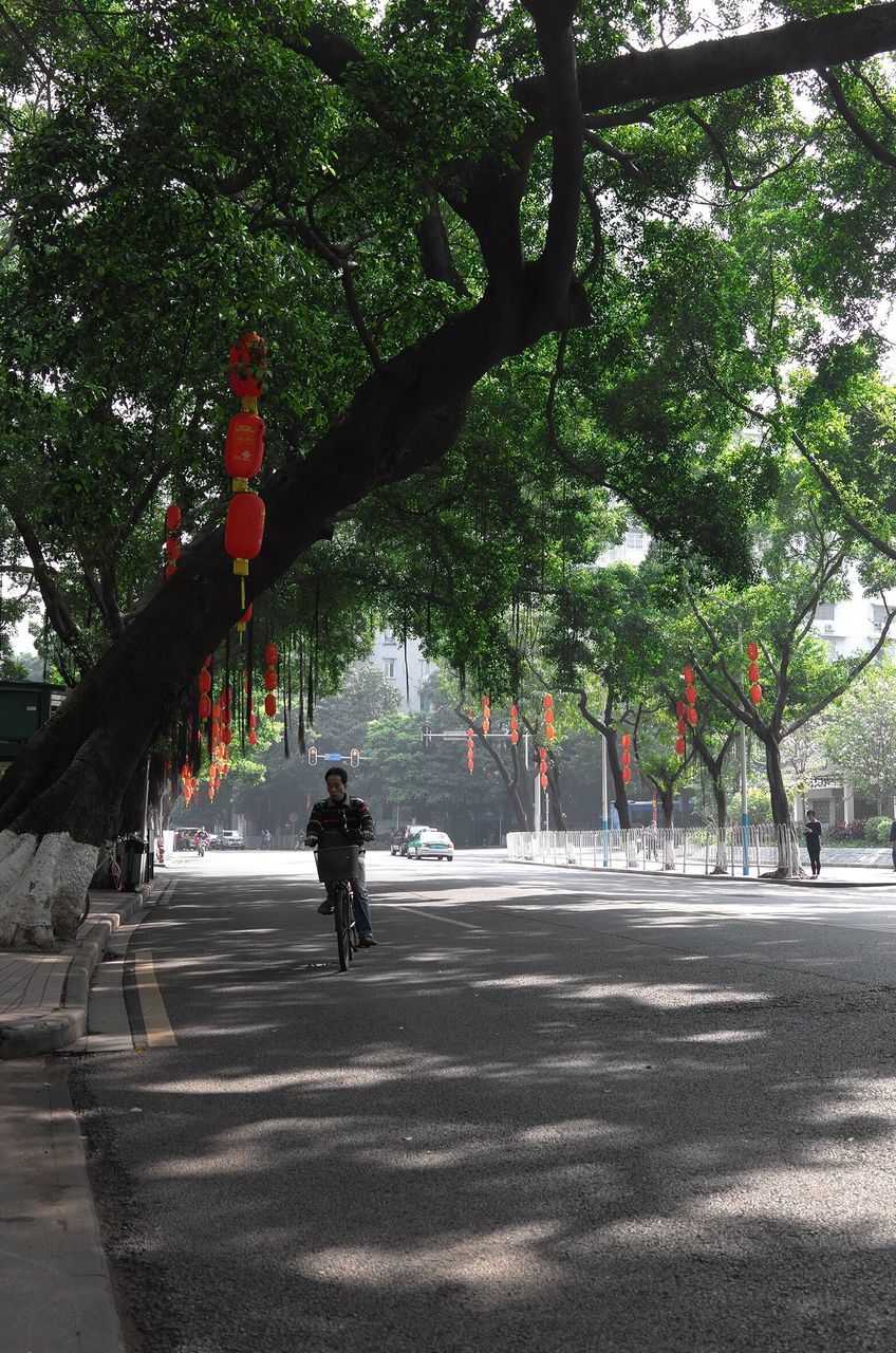 tree, road, animal themes, nature, mammal, outdoors, day, no people, beauty in nature