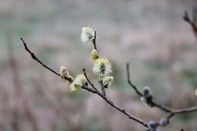 Close-up of flowering plant against blurred background