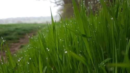 Close-up of wet grass on field during rainy season