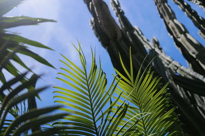 Low angle view of palm tree leaves