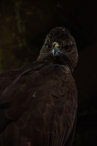 Close-up portrait of eagle