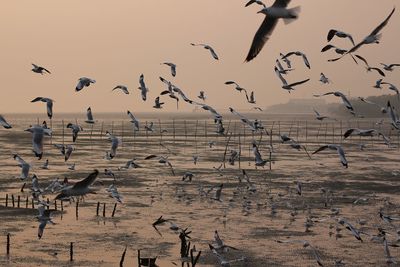 Seagulls flying over sea against sky during sunset