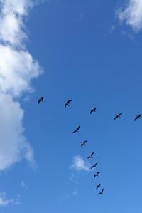 Low angle view of canada geese flying against sky