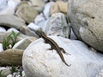 Close-up of lizard on rock