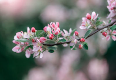 Close-up of the blossoming branch in spring