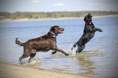 Full length of dog running in lake