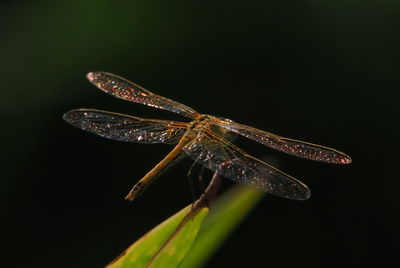 Close-up of a insect