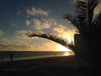 Silhouette palm trees on beach at sunset