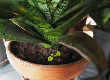 Close-up of potted plant