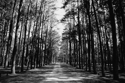 Footpath amidst trees in forest