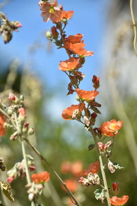 Close-up of orange flowering plant