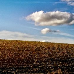 Scenic view of field against sky