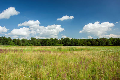 Wild meadow with grasses, forest and white clouds on blue sky - view on a sunny day