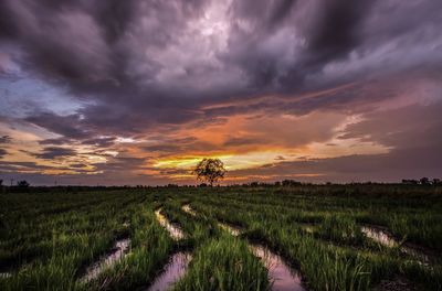 Scenic view of agricultural field against sky during sunset