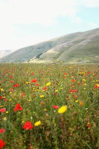 Yellow flowers growing in field