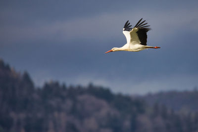 Low angle view of bird flying against sky