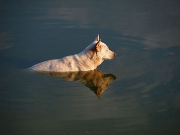 High angle view of a swimming in lake