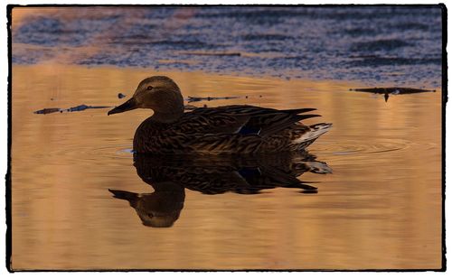 Mallard duck on water