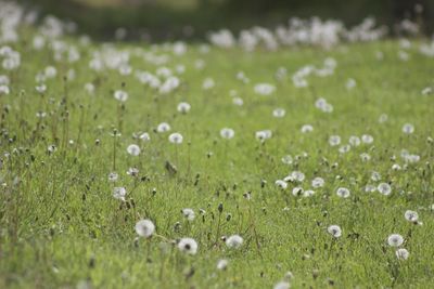 Field of dandelions 