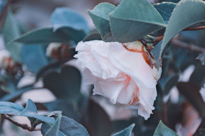 Close-up of rose plant