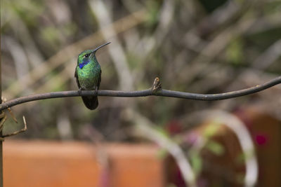 Close-up of bird perching on branch