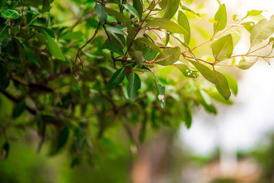 Close-up of fresh green leaves