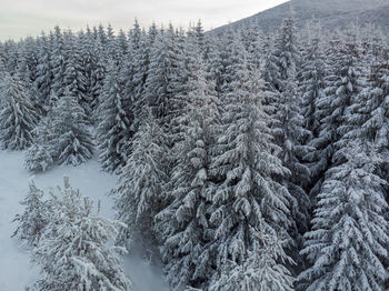 Snow covered pine trees