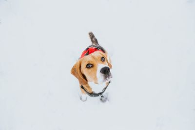 Portrait of a dog against white background