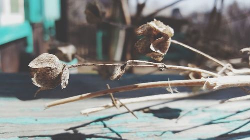 Close-up of dried plant on snow