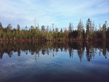 Reflection of trees in water