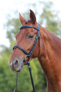 Close-up of a horse in ranch