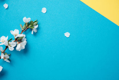 High angle view of white flowers on table