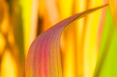 Close-up of yellow flowering plant