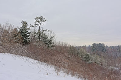 Trees on snow covered field against sky