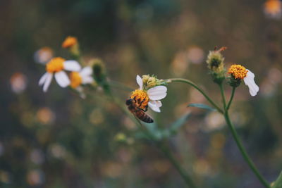 Close-up of butterfly pollinating on yellow flowering plant