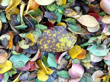 High angle view of dry leaves on ground