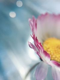 Close-up of pink flowers