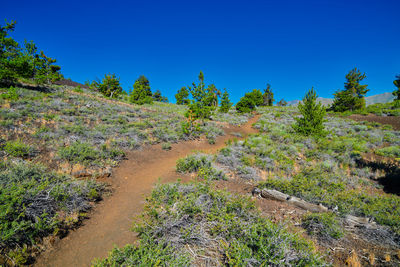 Plants growing on land against clear blue sky