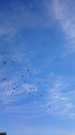 Low angle view of birds flying against sky