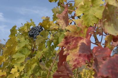 Close-up of autumn leaves on tree