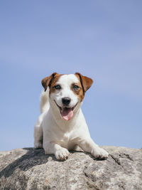 Portrait of dog on rock against sky