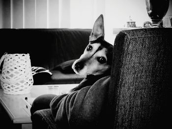 Close-up of dog sitting on sofa at home