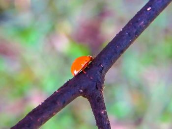 Close-up of ladybug on leaf