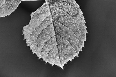 Close-up of autumn leaf