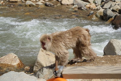 View of monkey drinking water from rocks