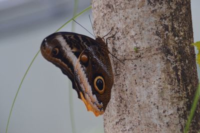 Close-up of butterfly on tree trunk